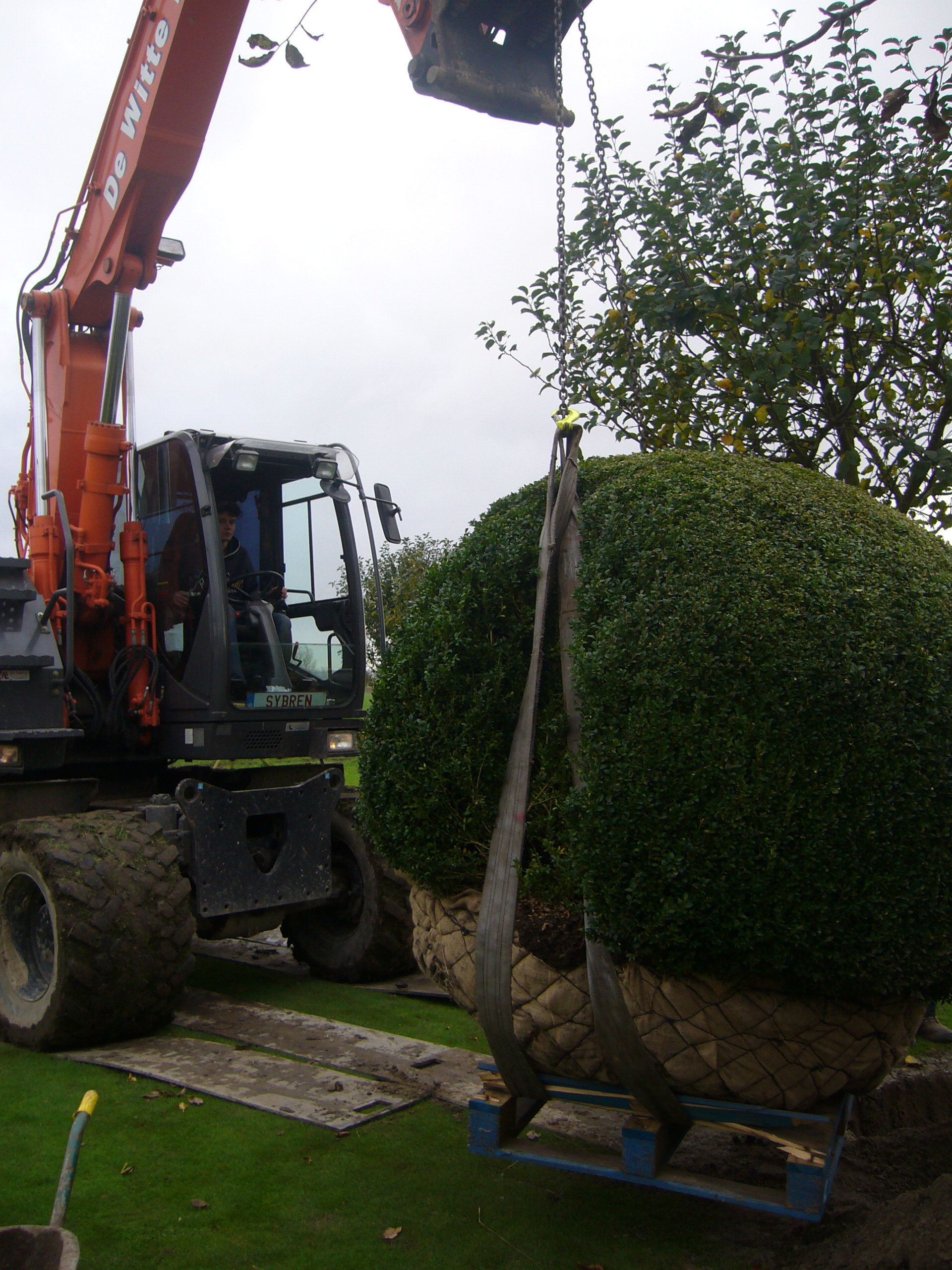 Grote buxus planten