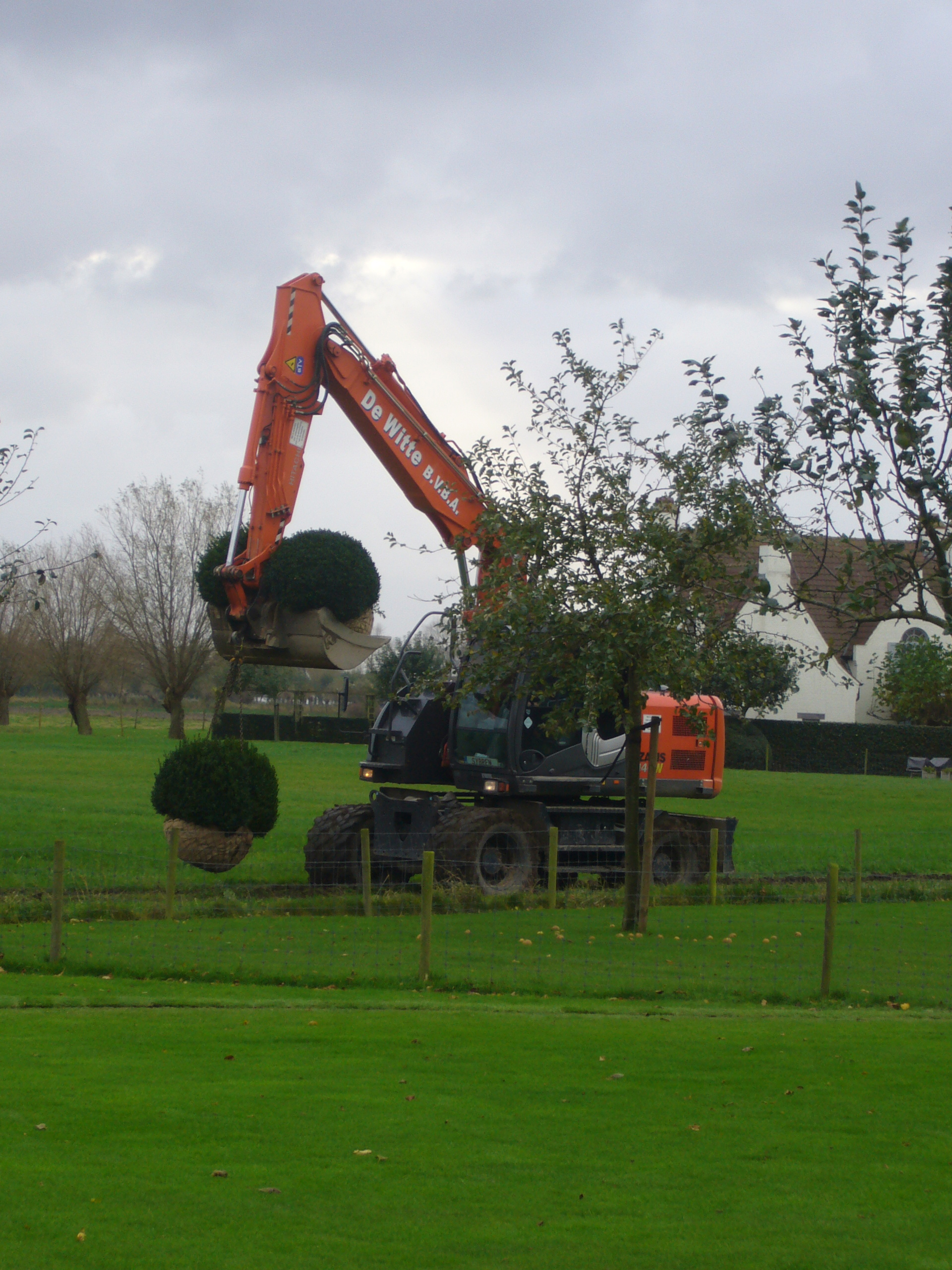 Buxusbollen planten