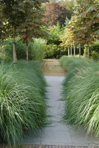 pennisetum langs een tuinpad