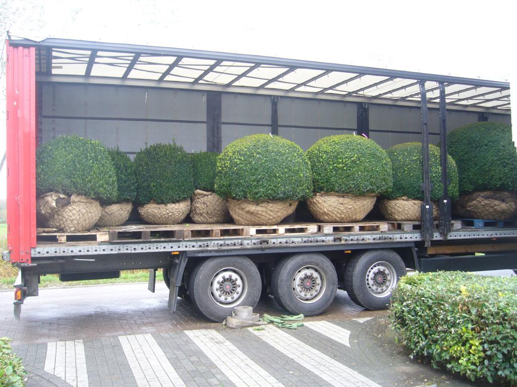 <a href="/node/284">vrachtwagen met buxus</a>