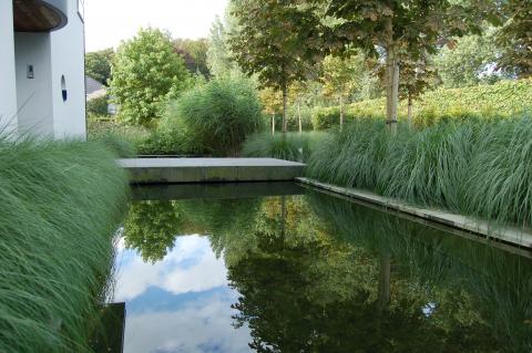 spiegelende grassen in de vijver