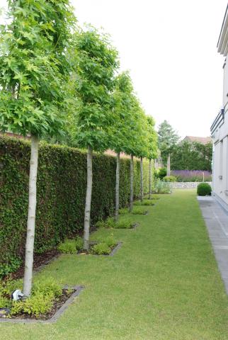 Voorgeleide liquidambar in de zijtuin in Maldegem