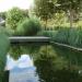 spiegelende grassen in de vijver